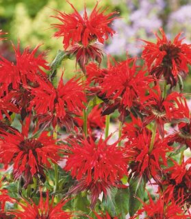 Monarda didyma 'Red Shades'